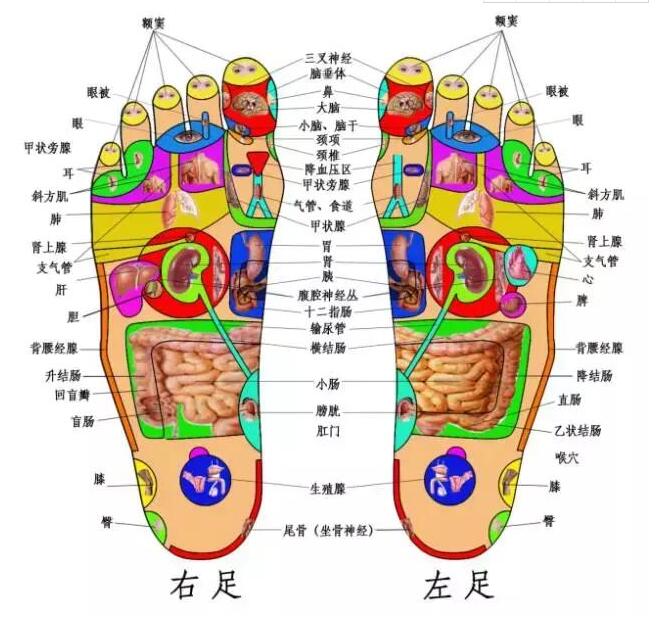 1536045093677.jpg 脚穴位.jpg