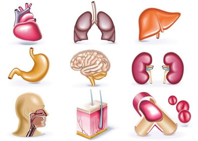 1538012432187.jpg 五脏六腑.jpg