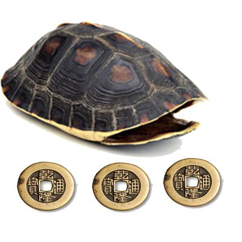 1540517749806.jpg 龟甲.jpg