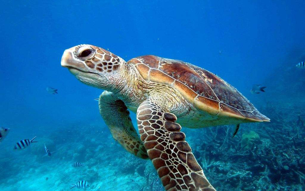 1547027367737.jpg 乌龟.jpg